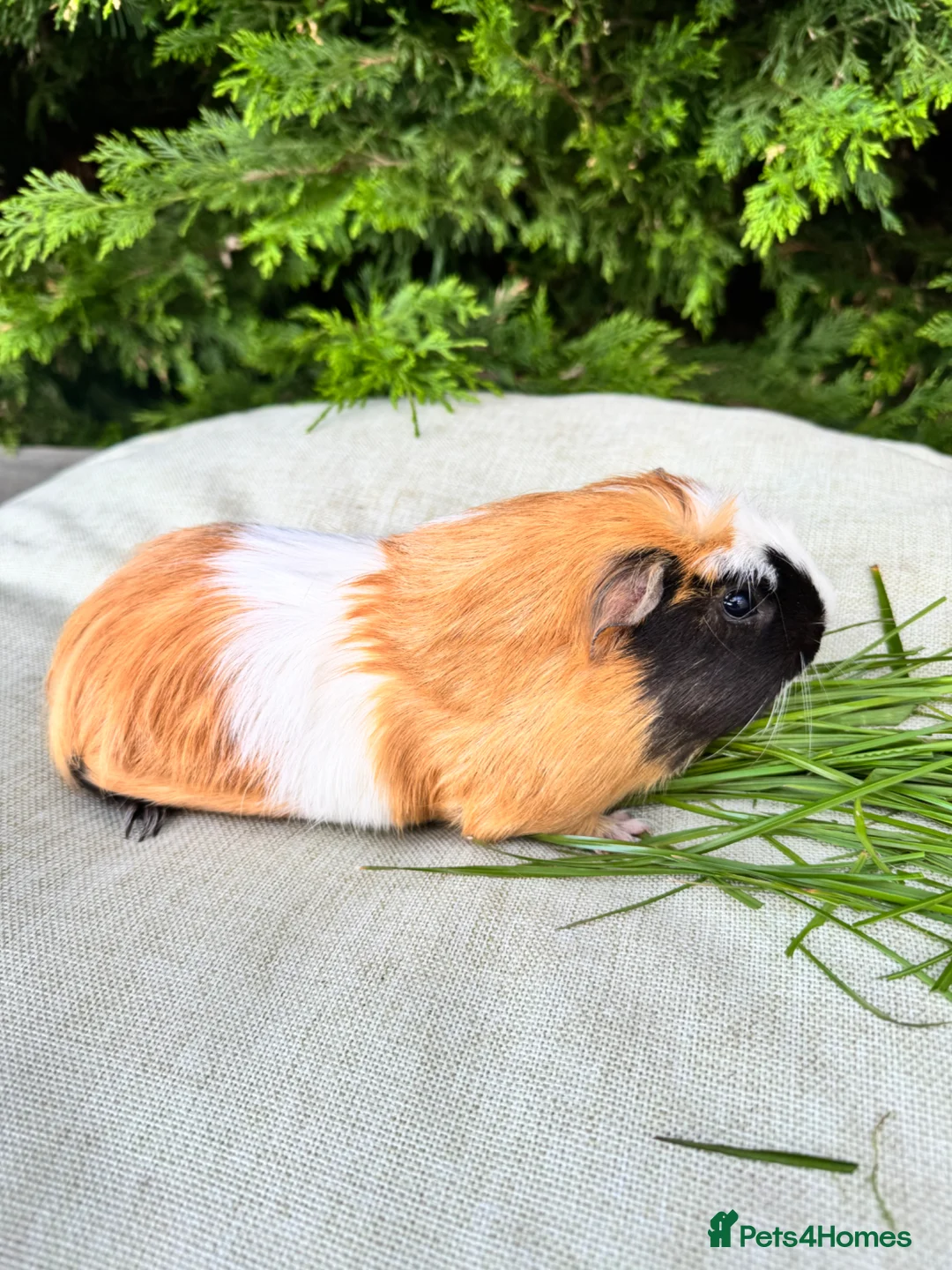 Guinea Pig rodents for sale: Male guinea pig  in Bristol - Advert 4