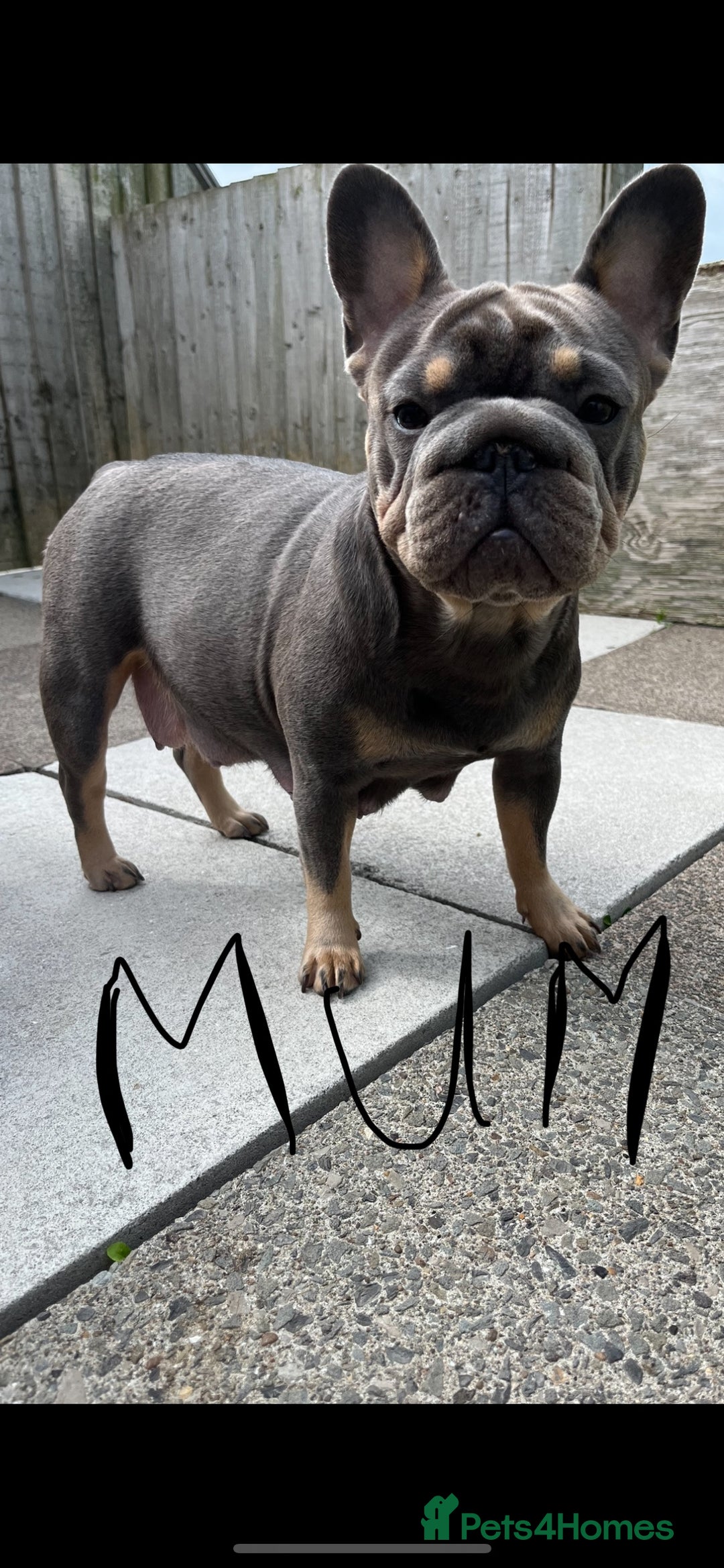 French Bulldog dogs for sale: Beautiful choc tan boy  - Advert 2