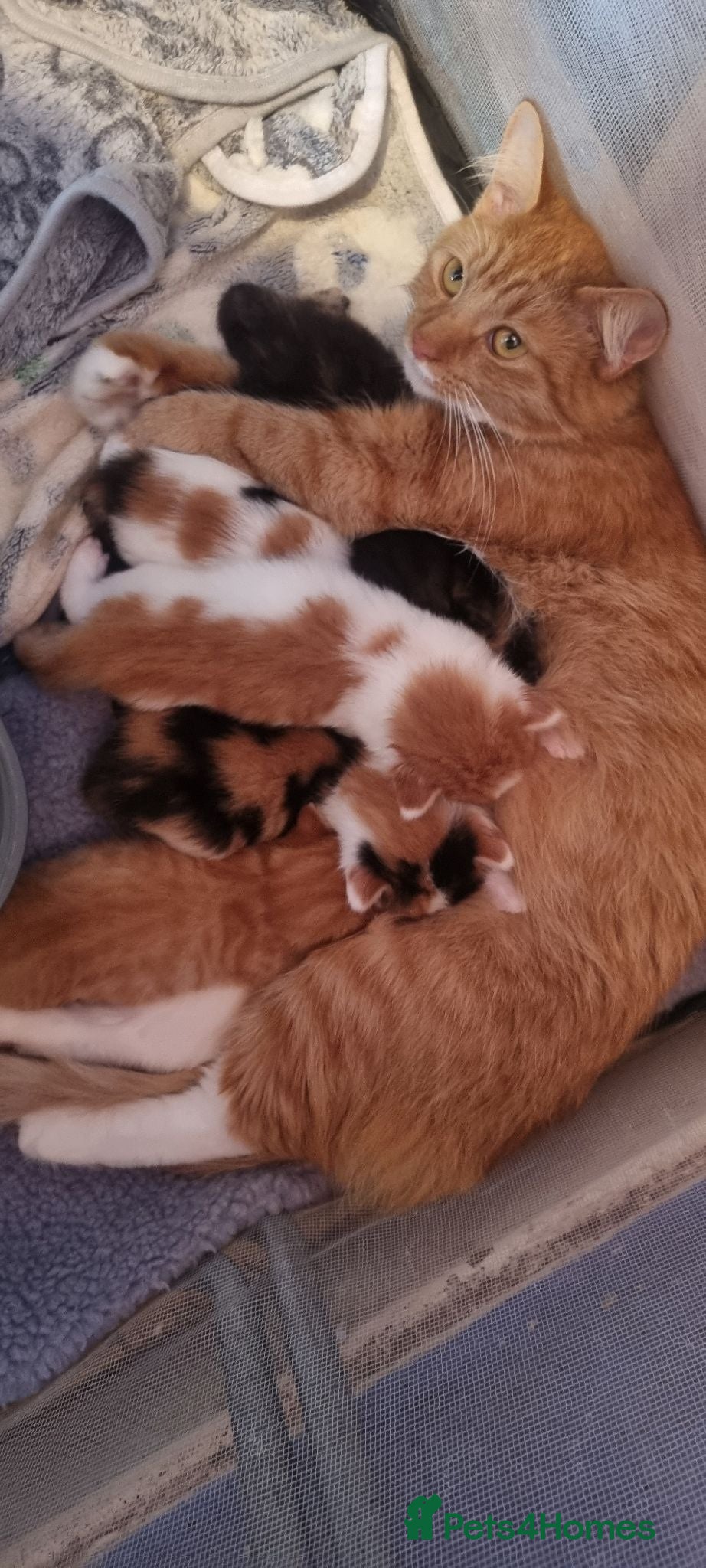 Mixed Breed cats Kittens for sale mum part ragdoll - Advert 7