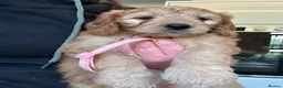 Goldendoodle dogs for sale: Mini golden doodles  - Advert 17