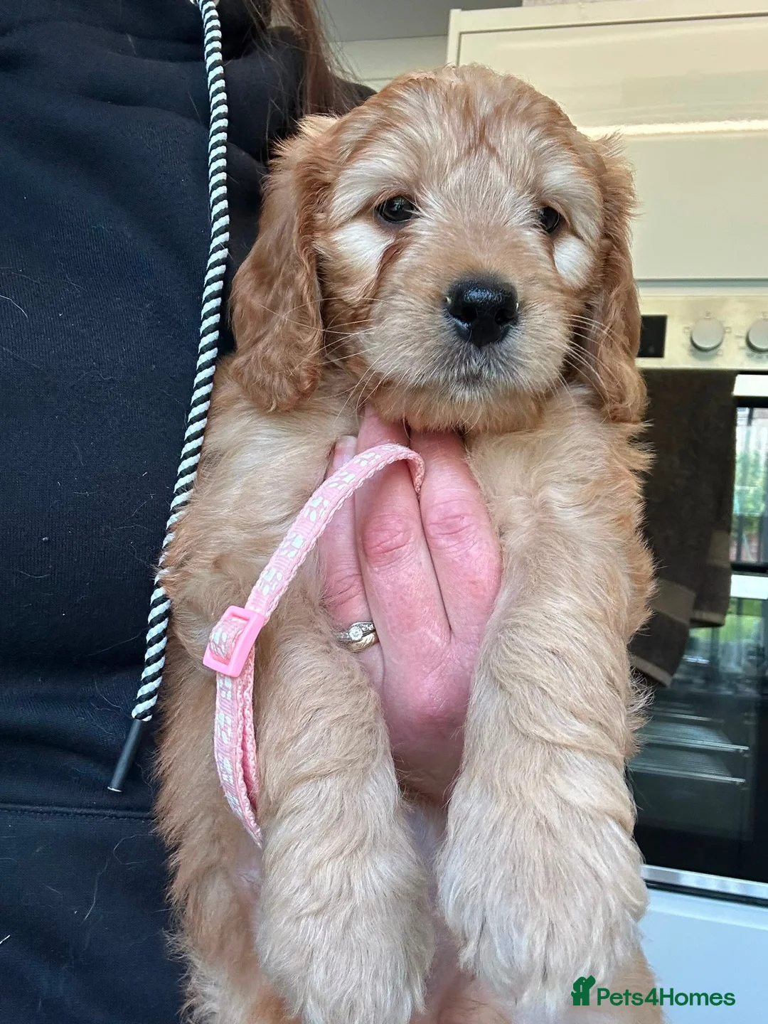 Goldendoodle dogs for sale: Mini golden doodles  - Advert 17