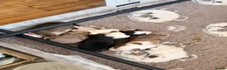 Border Collie dogs for sale: Stunning Show line puppies,various colours  - Advert 16