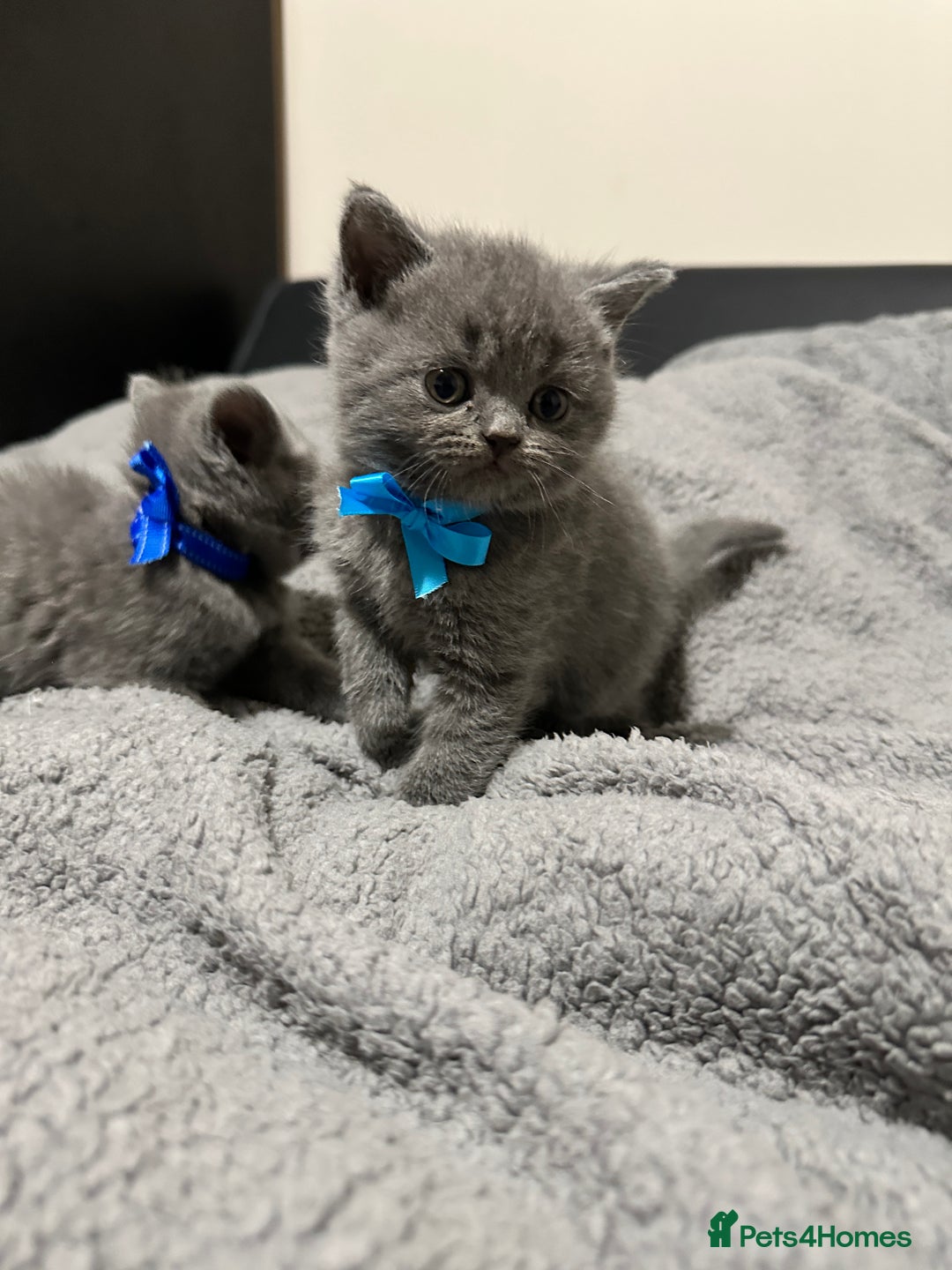 British Shorthair cats for sale: British Shorthair/Scottish Fold Kittens for sale - Image 8