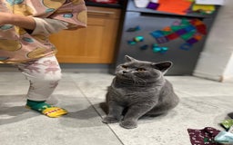 British Shorthair cats for sale: Meet Milu – The Gentle British Shorthair - Image 2