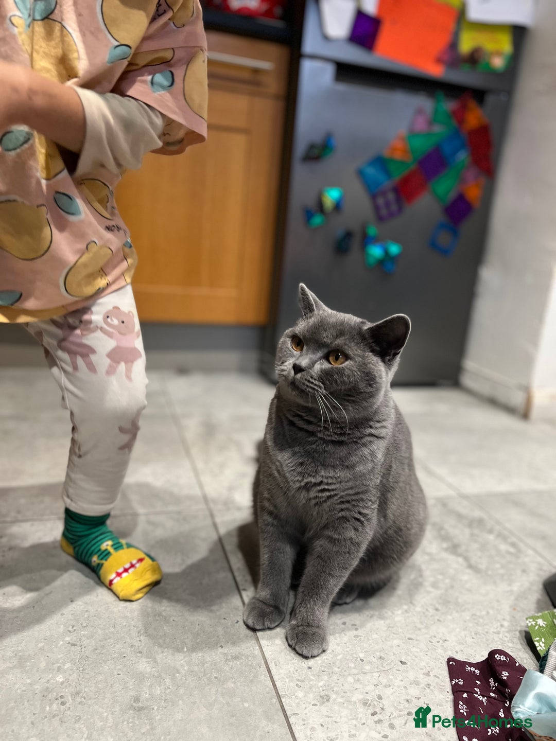 British Shorthair cats for sale: Meet Milu – The Gentle British Shorthair - Image 2