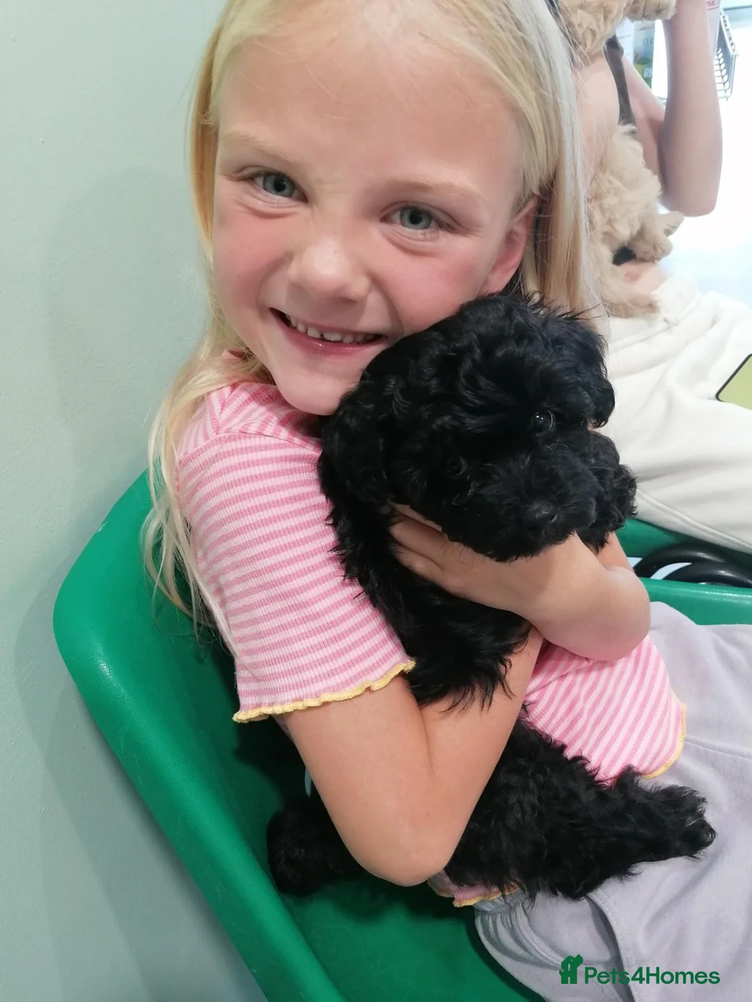 Toy Poodle dogs for sale: Toy Maltipoo puppy  - Advert 2