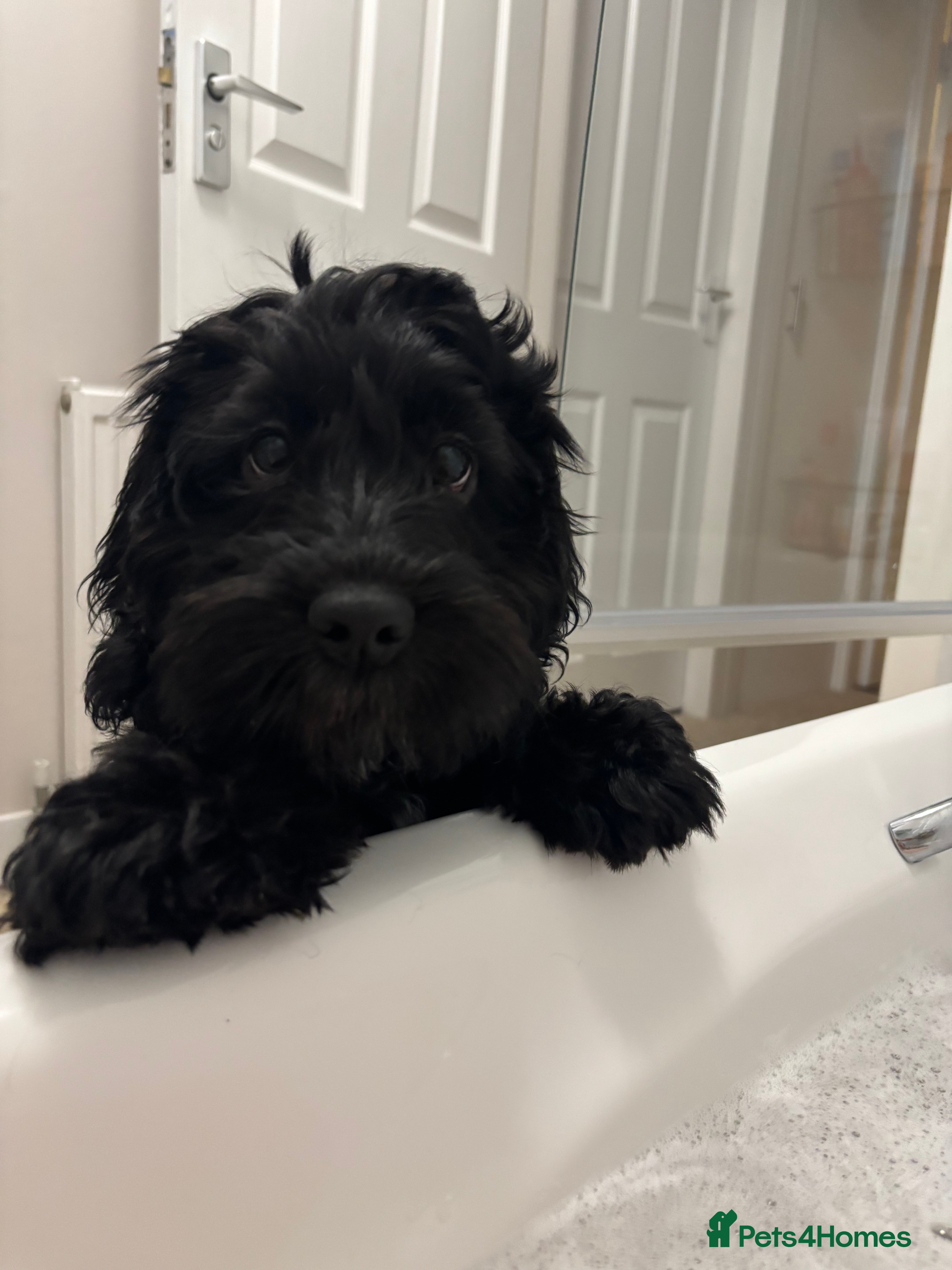 Mixed Breed dogs Black Cocker Spaniel Female  - Advert 6