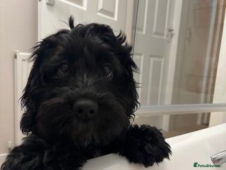 Mixed Breed dogs Black Cocker Spaniel Female - Advert 6