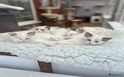 Ragdoll cats for sale: Seal lynx boy. GCCF reg. champion lines - Image 11
