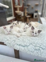 Ragdoll cats - Advert 16