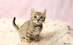 Bengal cats for sale: 🔥Stunning Bengal Kittens Available🔥 - Image 8