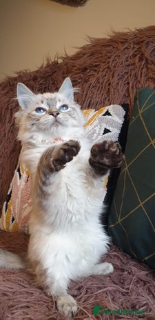 Ragdoll cats Beautiful GCCF Registered Lynx Ragdoll Kitten. - Advert 2