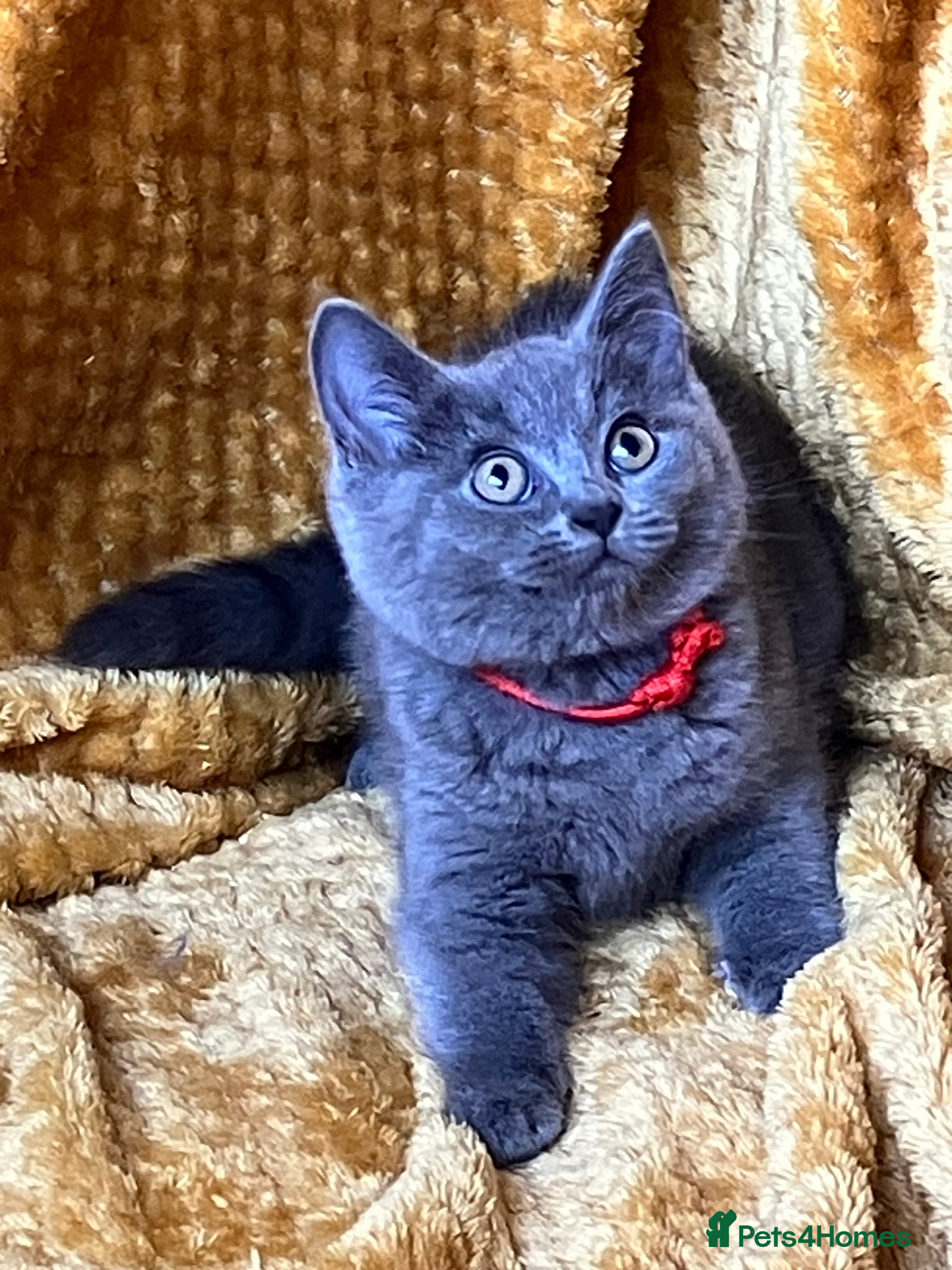 Mixed Breed cats 🏆GCCF Toras (BSH) kittens x Elizabeth (Ragdoll)🐾 - Advert 5