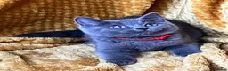 Mixed Breed cats for sale: 🏆GCCF Elizabeth (Ragdoll) x Toras (BSH) kittens🐾 - Advert 9