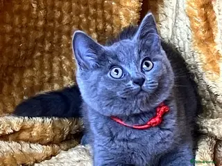 Mixed Breed cats 🏆GCCF Toras (BSH) kittens x Elizabeth (Ragdoll)🐾 - Advert 5