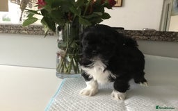 Lhasa Apso dogs for sale: Beautiful KC registered Lhasa Apso puppies.  - Image 3