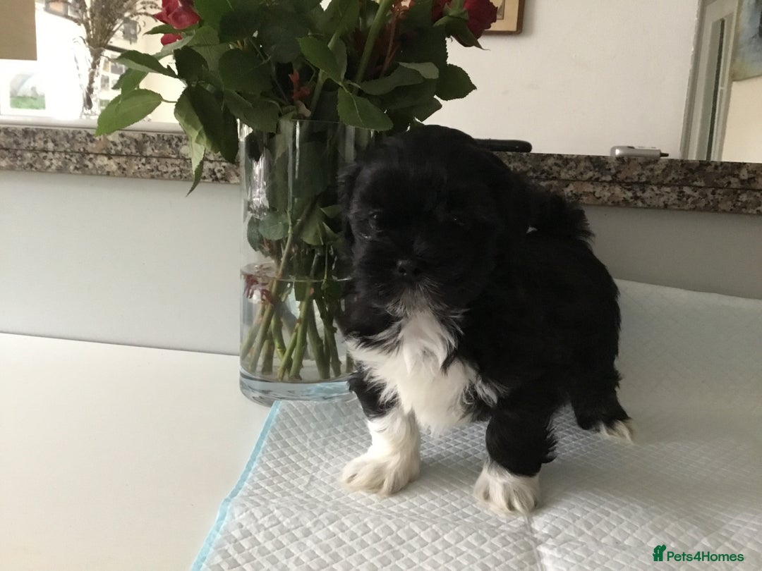 Lhasa Apso dogs for sale: Beautiful KC registered Lhasa Apso puppies.  - Image 3