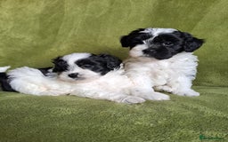 Lhasapoo dogs for sale: Lhasa Apso x Toy Poodle pups. Ready 11.09.25 - Image 19