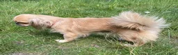 Pekingese dogs for sale: Beautiful Pekinese girl 5 years old  - Advert 6