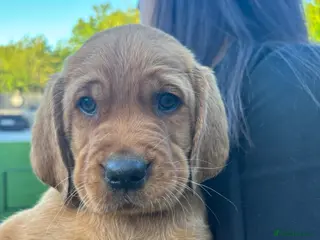 Cockerdor dogs Cockerdor fox red puppies - Advert 18