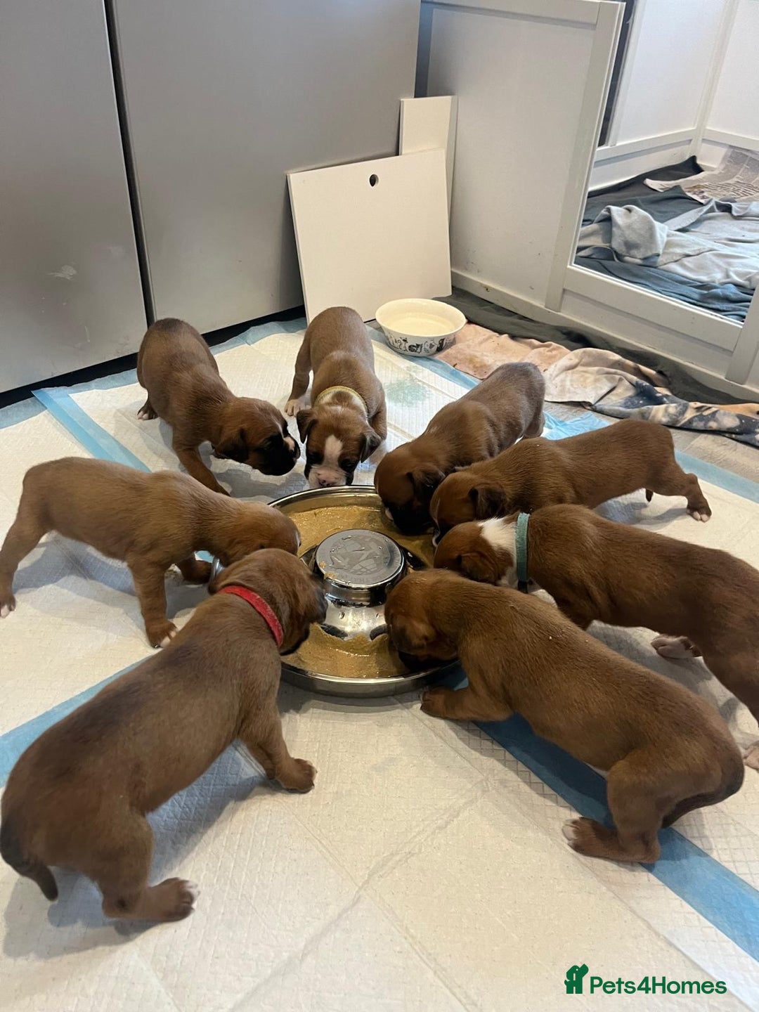 Boxer dogs for sale: Beautiful Boxer Puppies  🐾 - Image 12