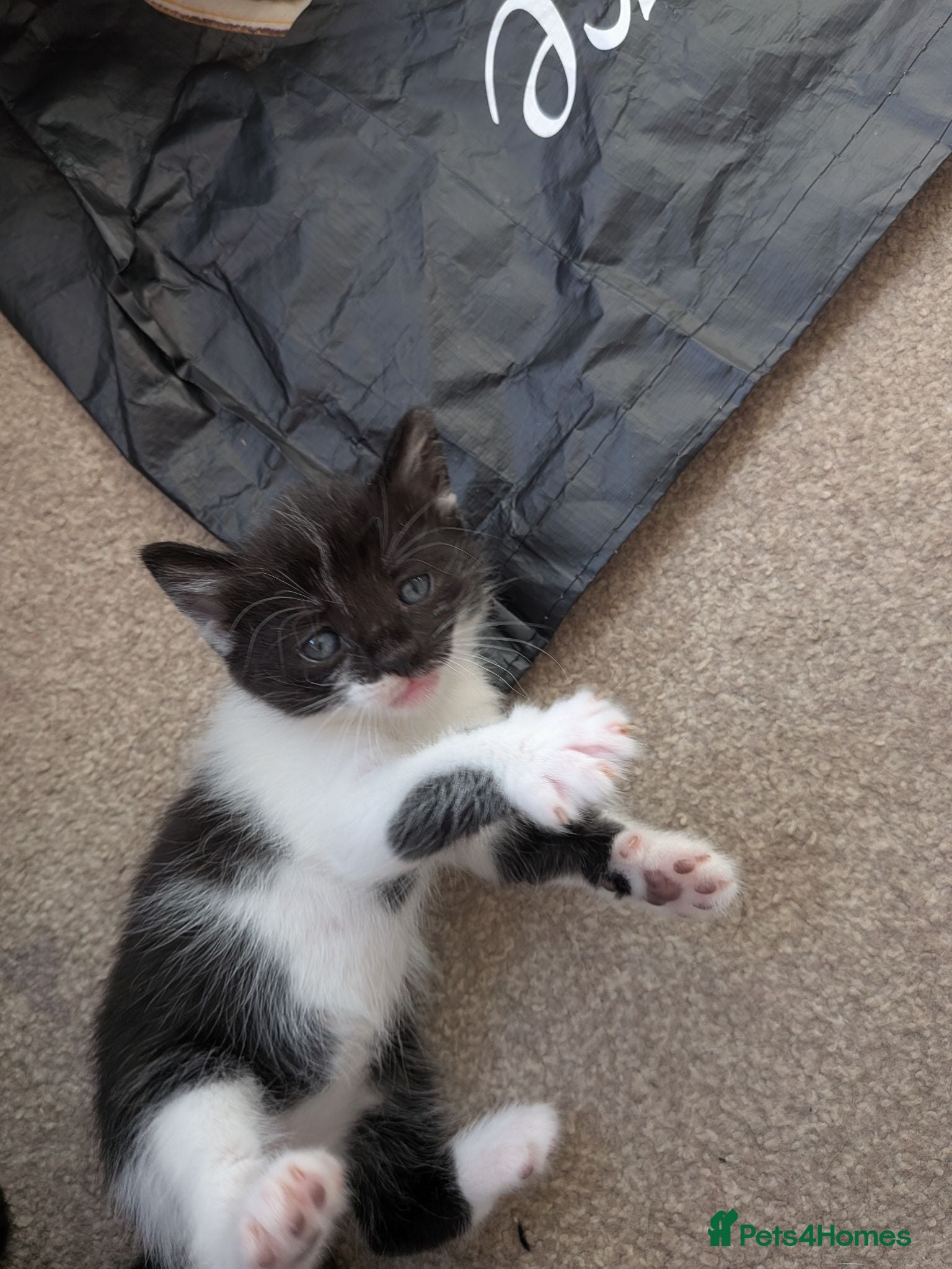 British Shorthair cats Kittens  - Advert 1