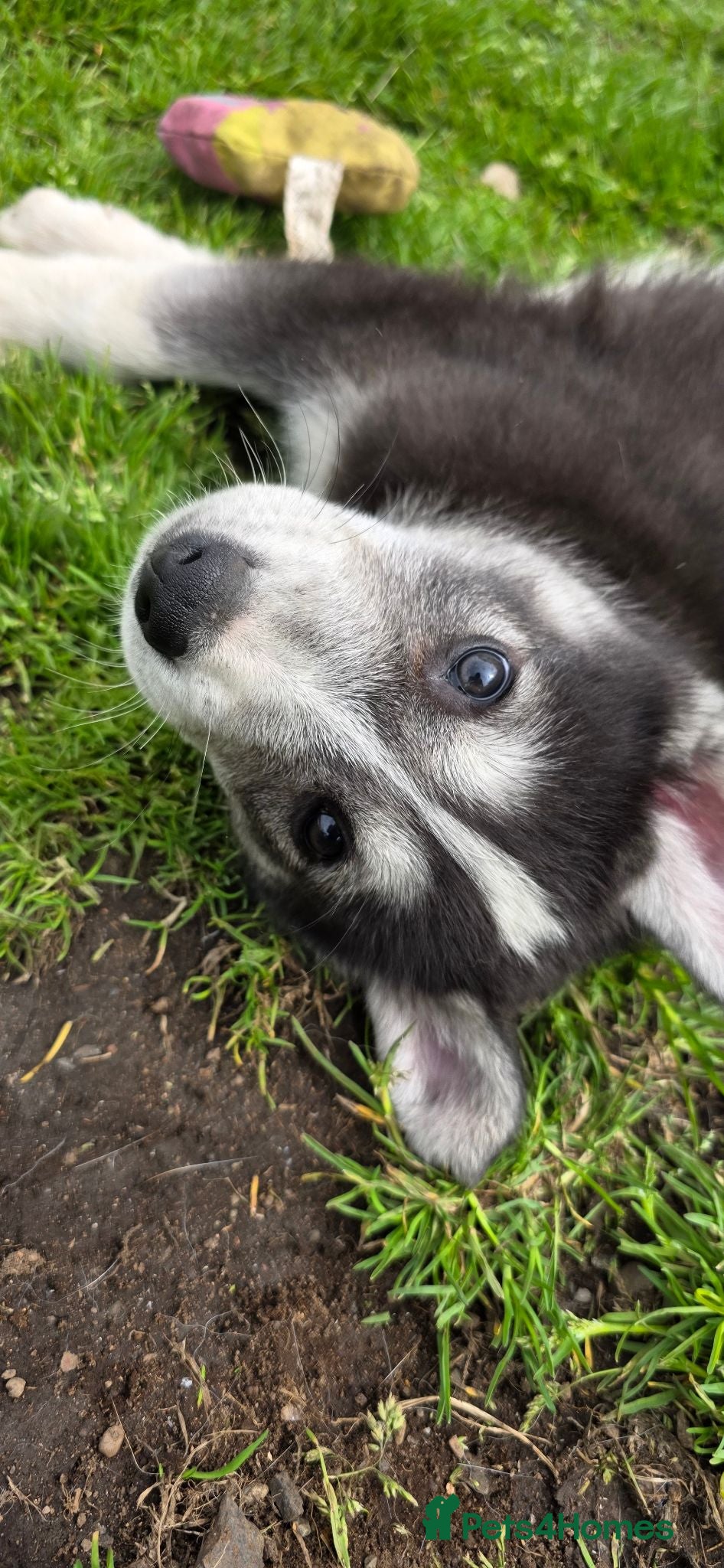 Shepsky dogs Shepsky puppies  - Advert 18
