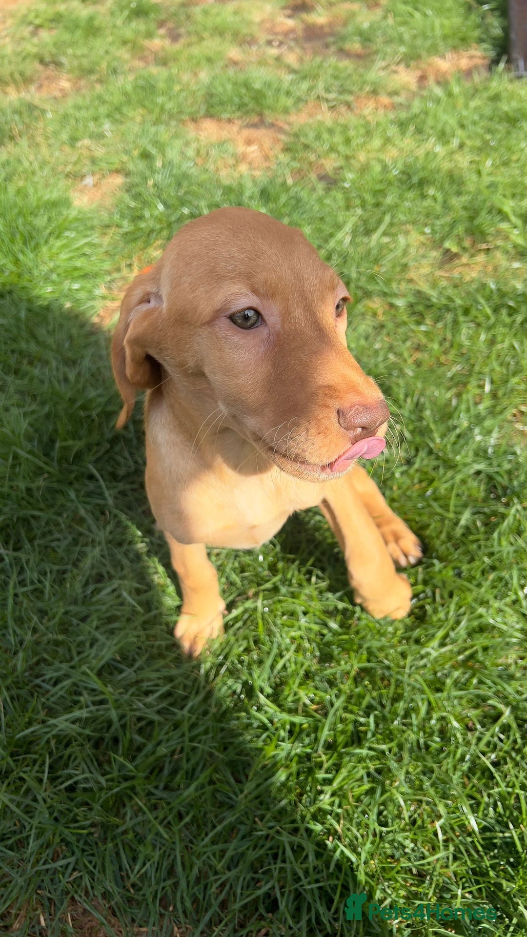 Mixed Breed dogs for sale: HUNGAROAN VIZSLADOR PUPPIES - VIZSLA x LABRADOR - Image 12