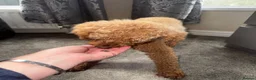 Toy Poodle dogs for sale: Pumpkin our beautiful toy poodle  - Advert 5
