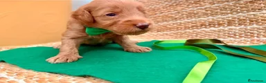 Labradoodle 4