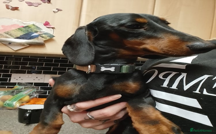 Dachshund dogs Dachshund male 8Months old   for sale £400 - Advert 11