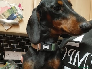 Dachshund dogs Dachshund male 8Months old for sale £400 - Advert 9