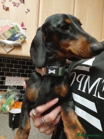 Dachshund dogs Dachshund male 8Months old for sale £400 - Advert 11