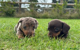 Miniature Dachshund dogs for sale: *CHAMPION LINES* Miniature Dachshund puppies - Image 9
