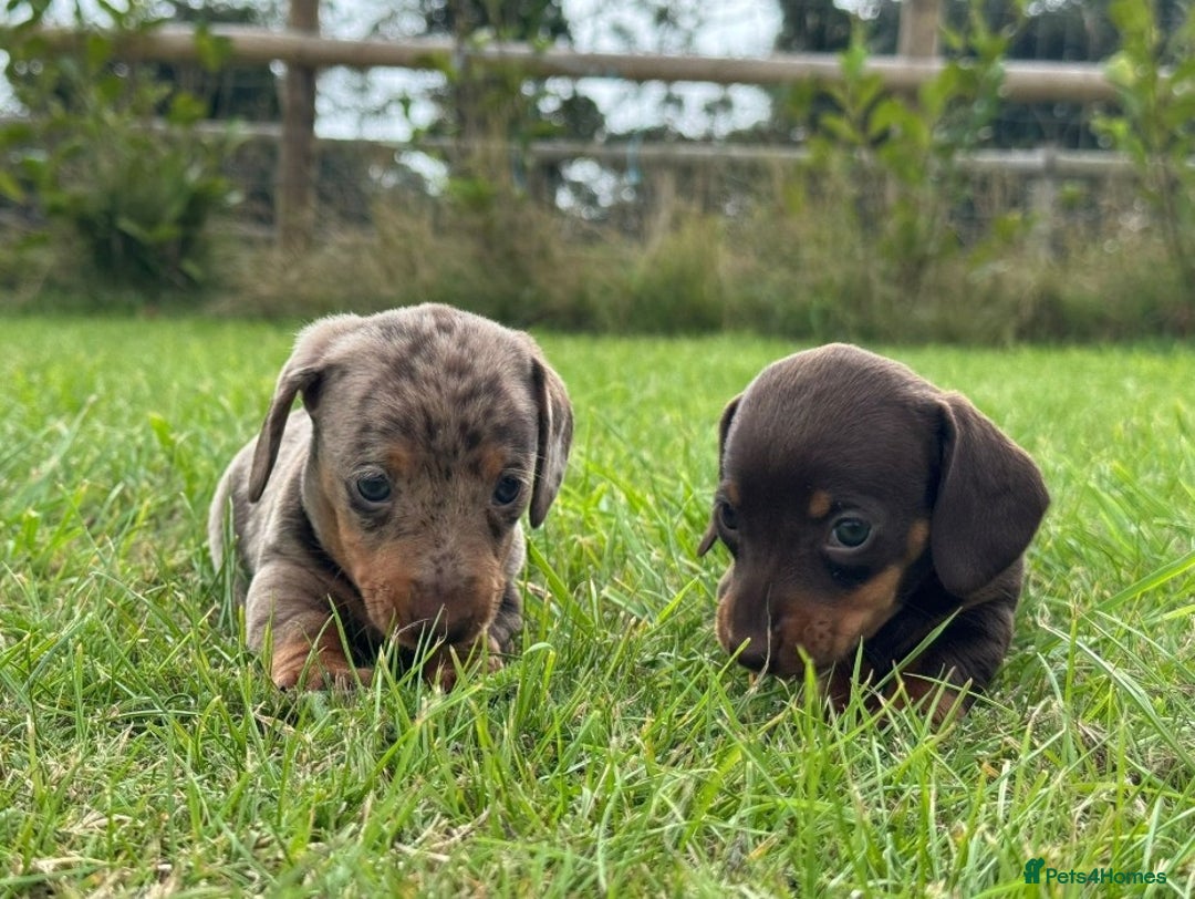 Miniature Dachshund dogs for sale: *CHAMPION LINES* Miniature Dachshund puppies - Image 9