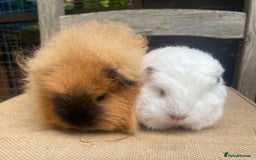 Guinea Pig rodents for sale: Baby Swiss teddy boars - Image 4