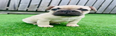 French Bulldog Puppy 2