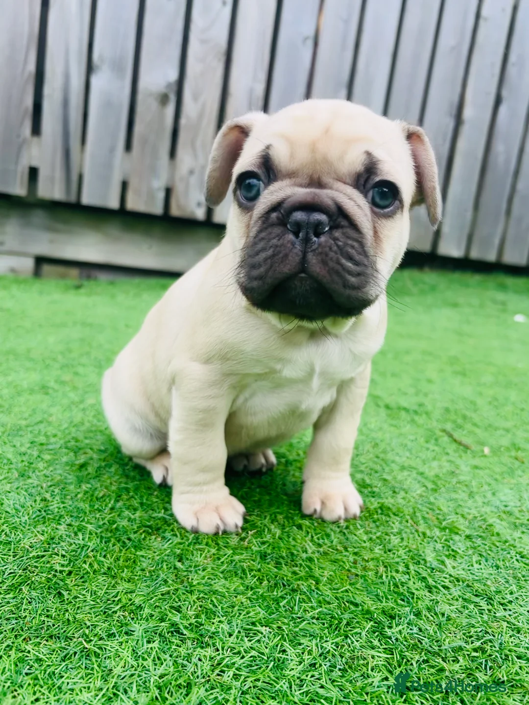 French Bulldog dogs for sale: French Bulldog Puppies - Fawn/Cream - Advert 18