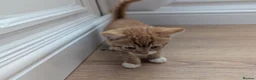 Mixed Breed cats for sale: Gorgeous ginger kittens for sale - Advert 7