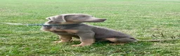 Labrador Retriever dogs for sale: Big beautiful chunky Labrador puppies - Advert 3
