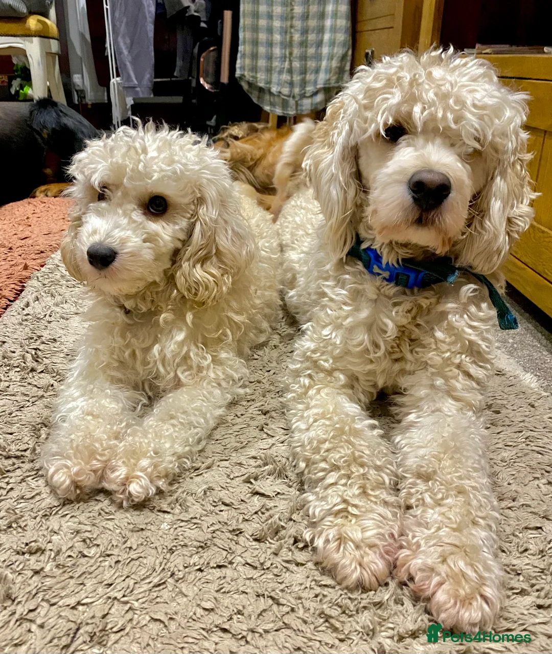 Cockapoo dogs for stud: Ralf.  in Dunfermline - Advert 3