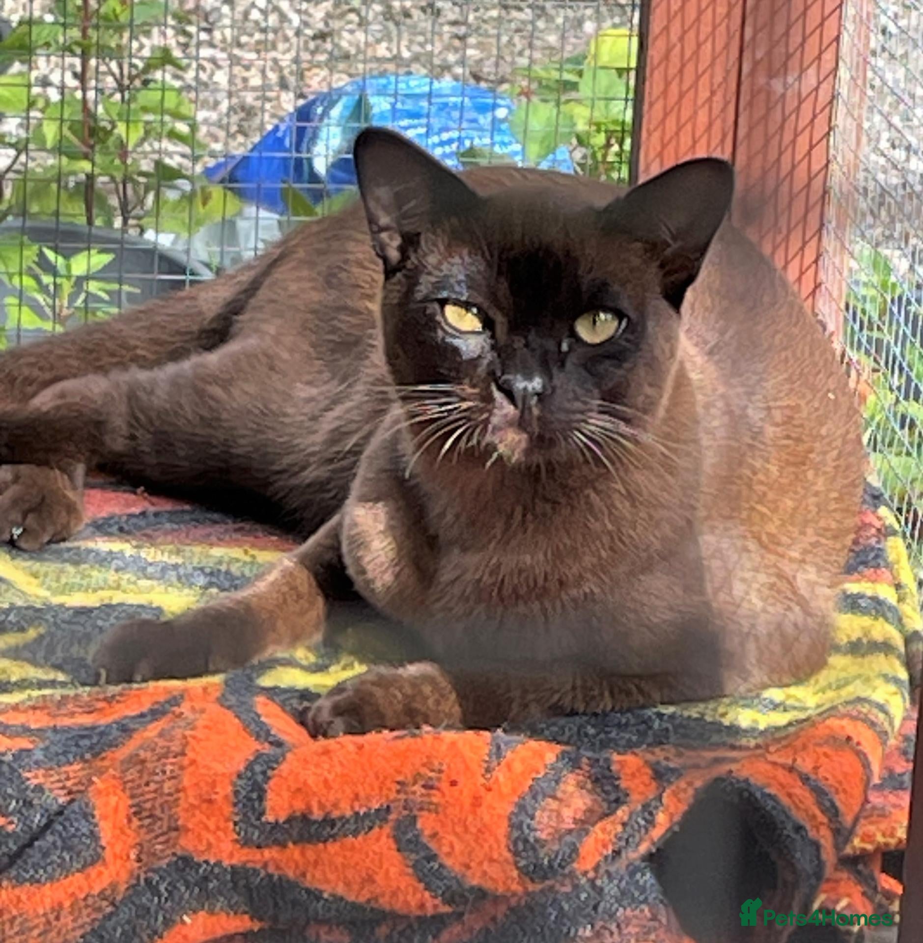 Burmese cats Burmese male kitten - Advert 3