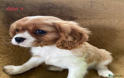 Cavalier King Charles Spaniel dogs for sale: Gorgeous Cavalier King Charles Spaniel Puppies - Image 9