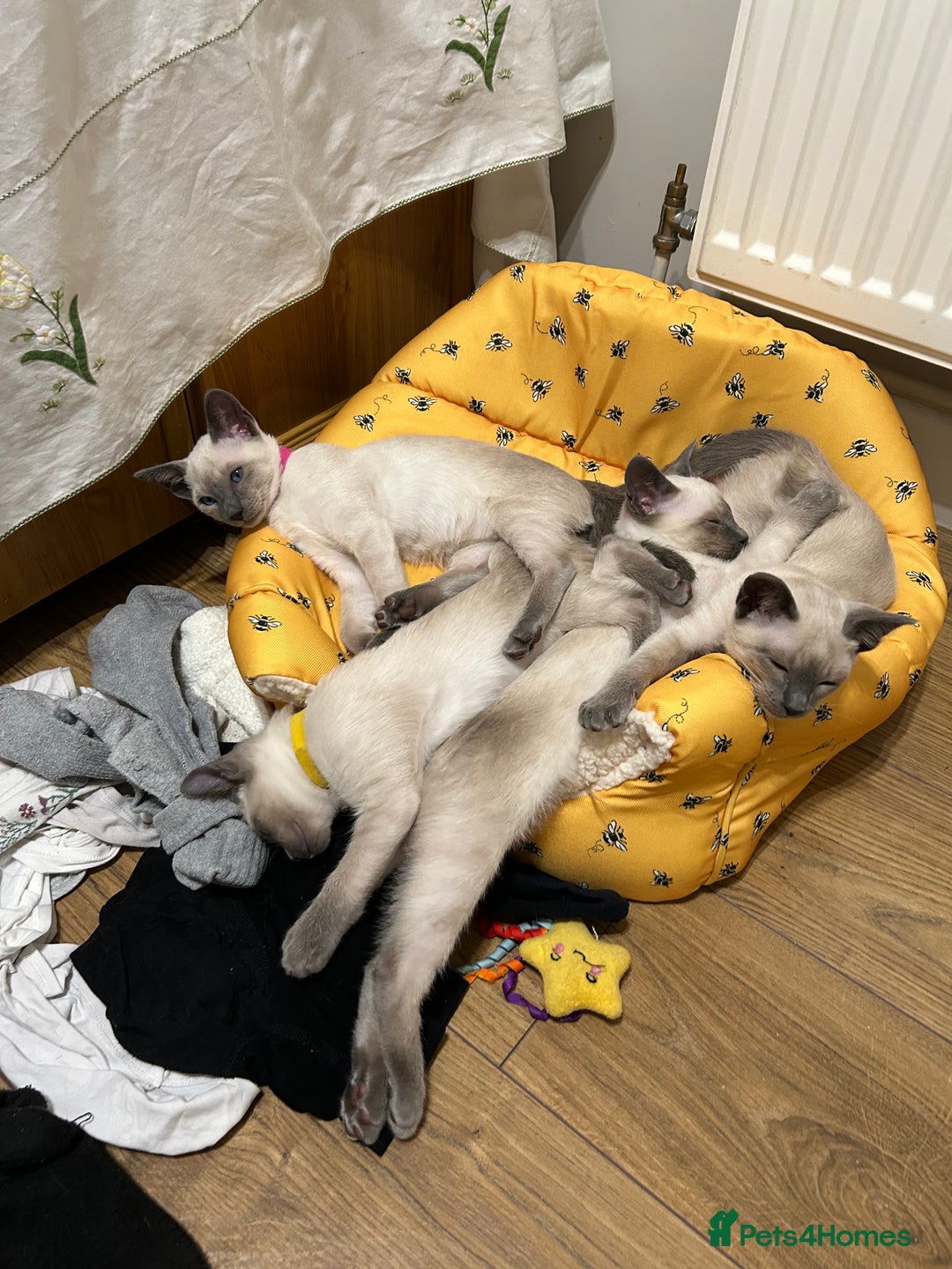 Siamese cats for sale: Orthodox Siamese - Advert 3