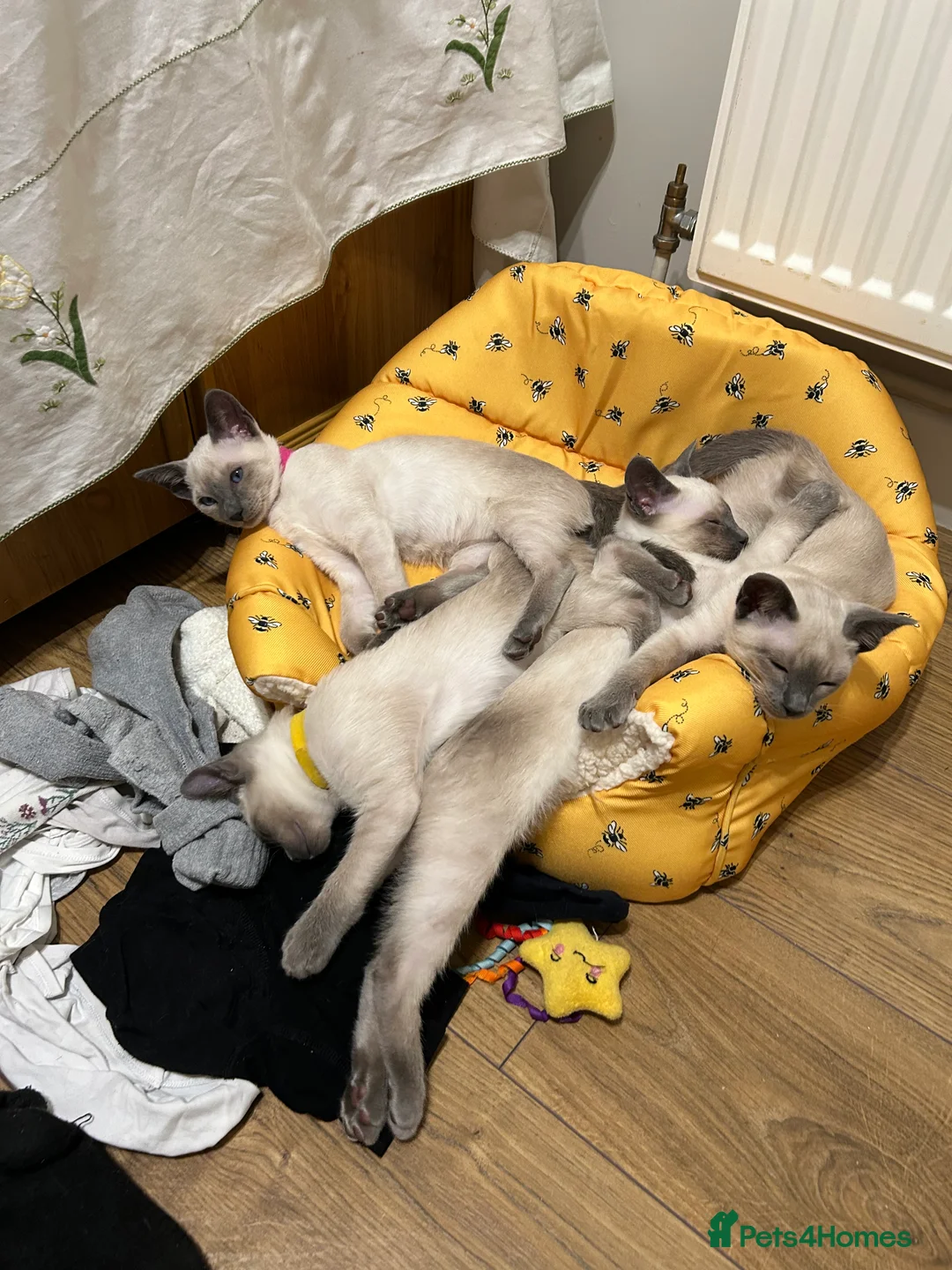 Siamese cats for sale: Orthodox Siamese - Advert 3