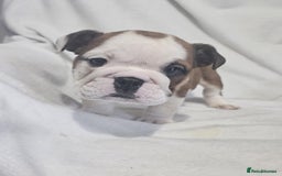 English Bulldog dogs for sale: Champion English bulldogs - Image 6