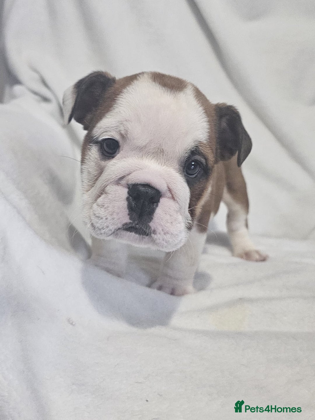 English Bulldog dogs for sale: Champion English bulldogs - Image 6