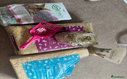 Hamster rodents for sale: Friendly dwarf hamster - 12 weeks old  - Image 10