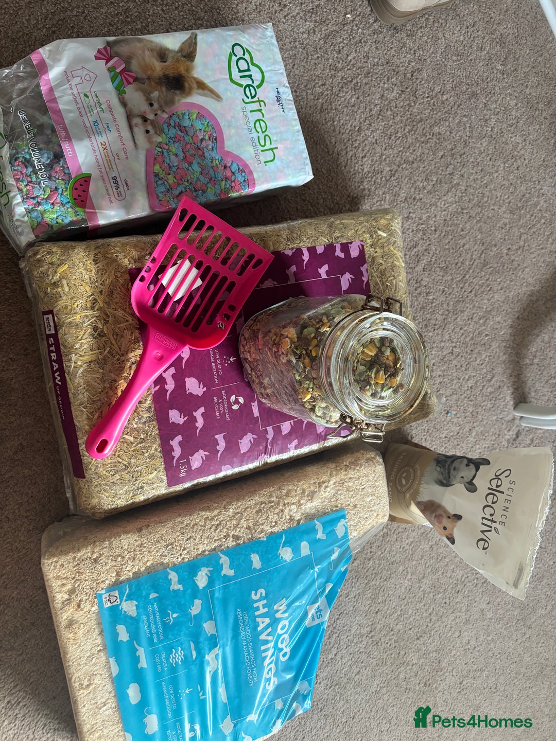 Hamster rodents for sale: Friendly dwarf hamster - 12 weeks old  - Image 10