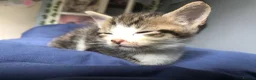Mixed Breed cats for sale: Two Beautiful kittens ! in London - Advert 10